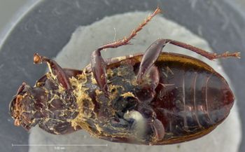 Media type: image;   Entomology 5672 Aspect: habitus ventral view